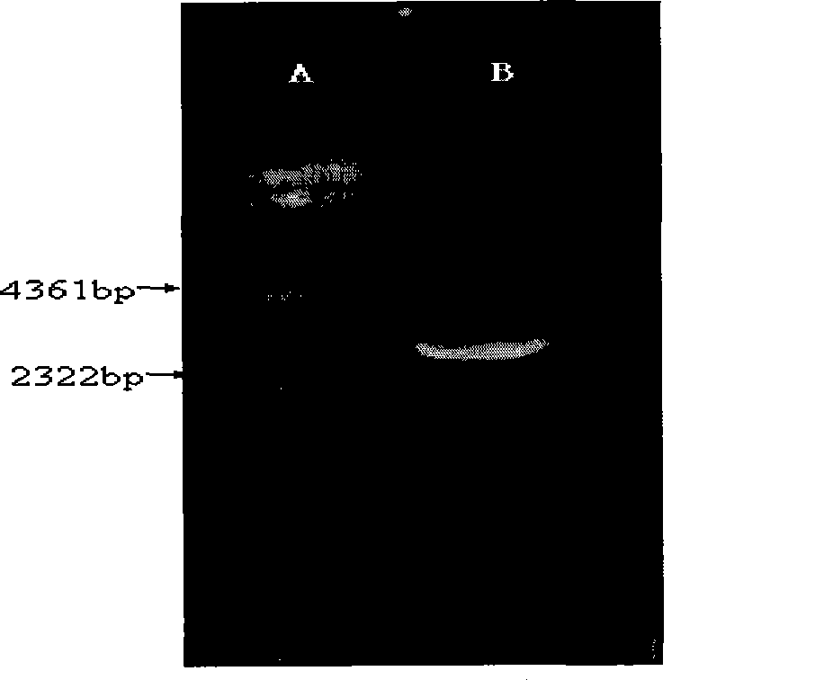 Human-derived anti-human tissue factor Fab and preparation method thereof