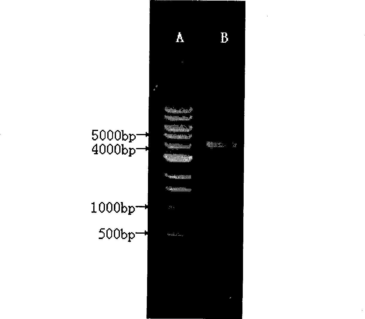 Human-derived anti-human tissue factor Fab and preparation method thereof