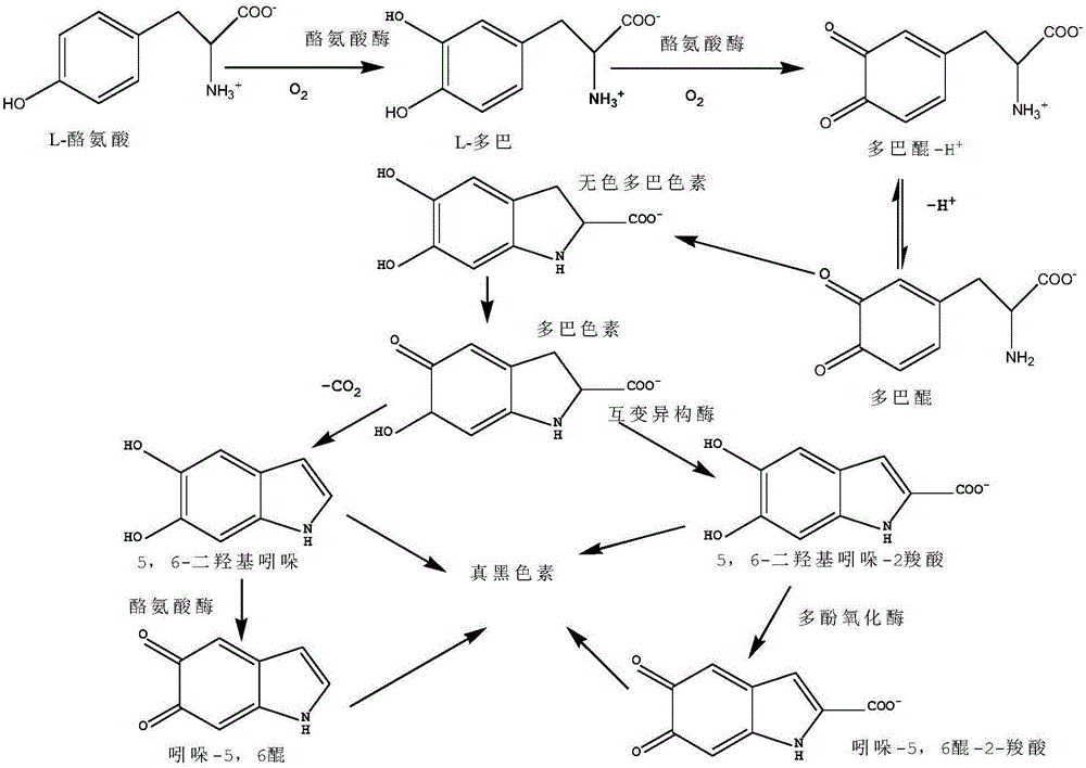 Multi-agent melanin precursor hair dye and utilization method thereof