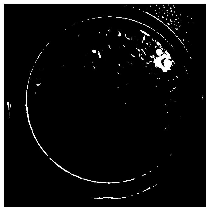 A kind of single spore separation method of wheat powdery mildew