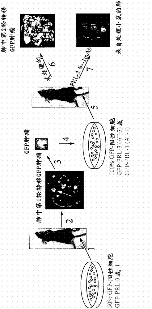 Antibodies binding to an intracellular PRL-1 OR PRL-3 polypeptide