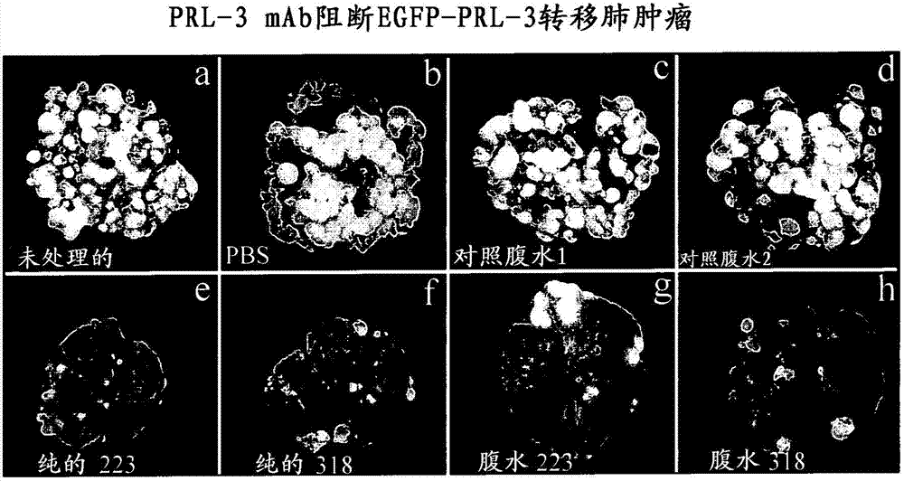 Antibodies binding to an intracellular PRL-1 OR PRL-3 polypeptide