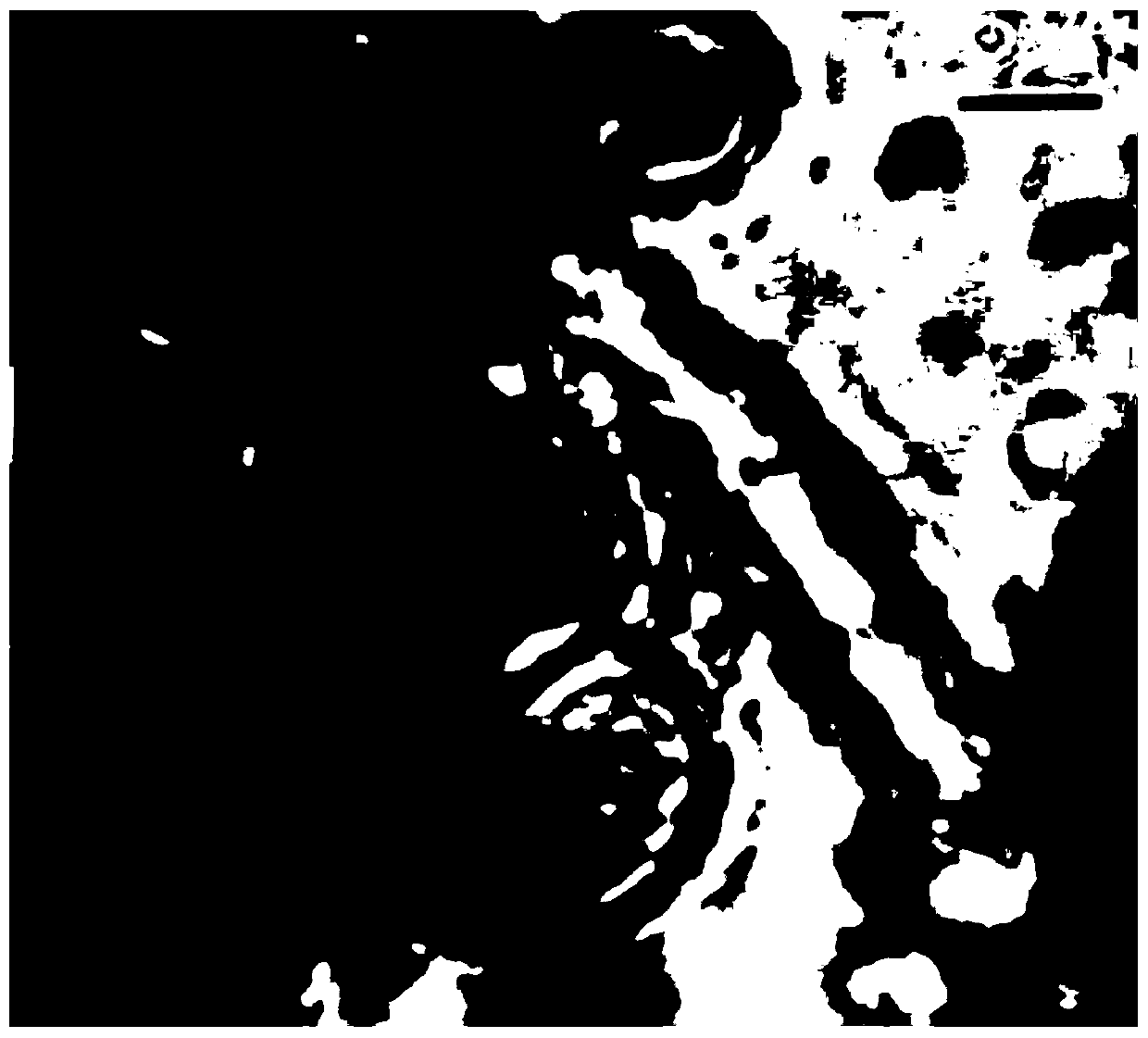 Method for cultivating sargassum thunbergii for adsorbing metal ions in waste water