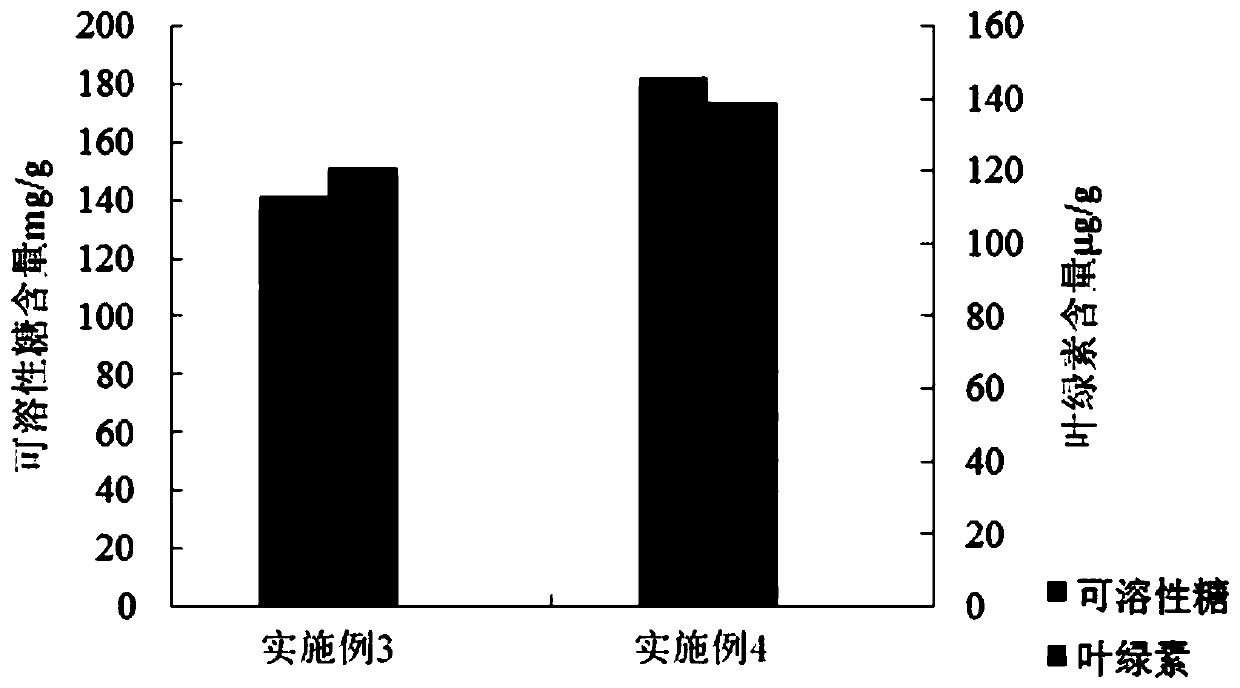 Method for cultivating sargassum thunbergii for adsorbing metal ions in waste water