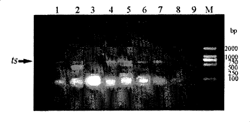 Molecule identification method for taxol-producing endophytic fungi in yew