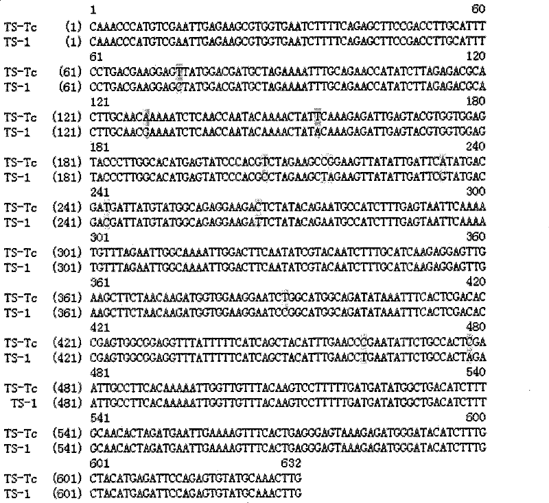 Molecule identification method for taxol-producing endophytic fungi in yew