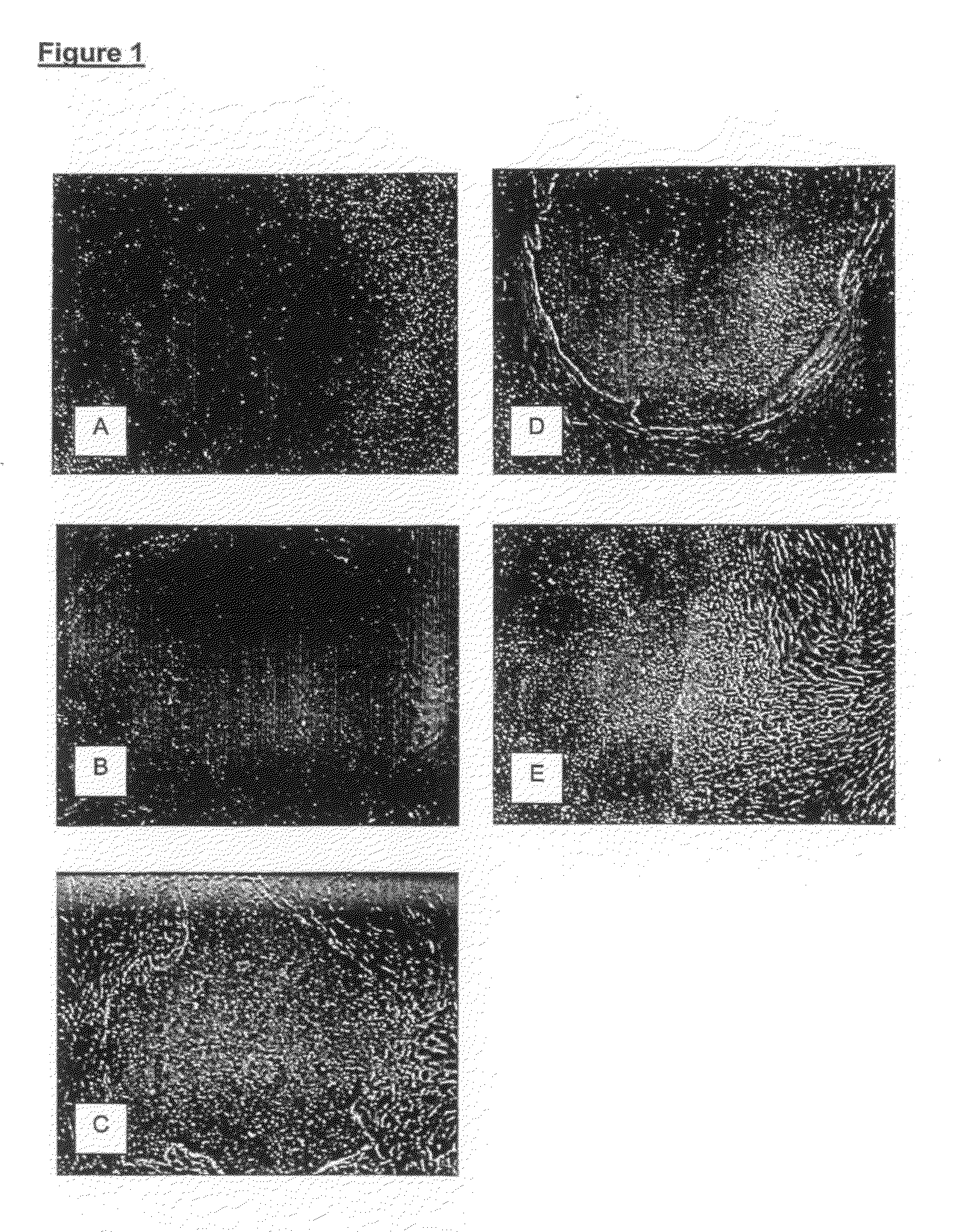 Suspension culture of human embryonic stem cells