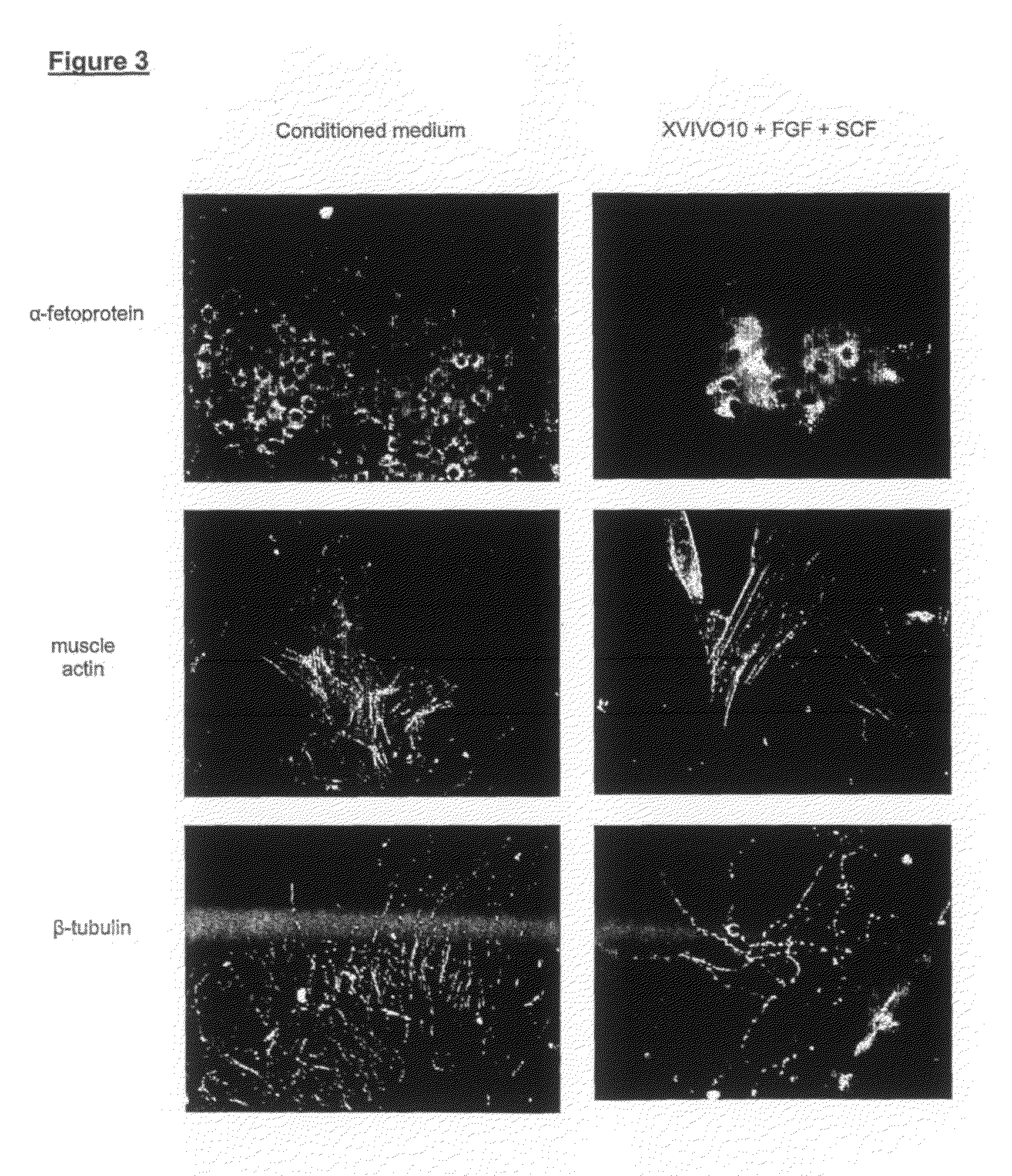 Suspension culture of human embryonic stem cells