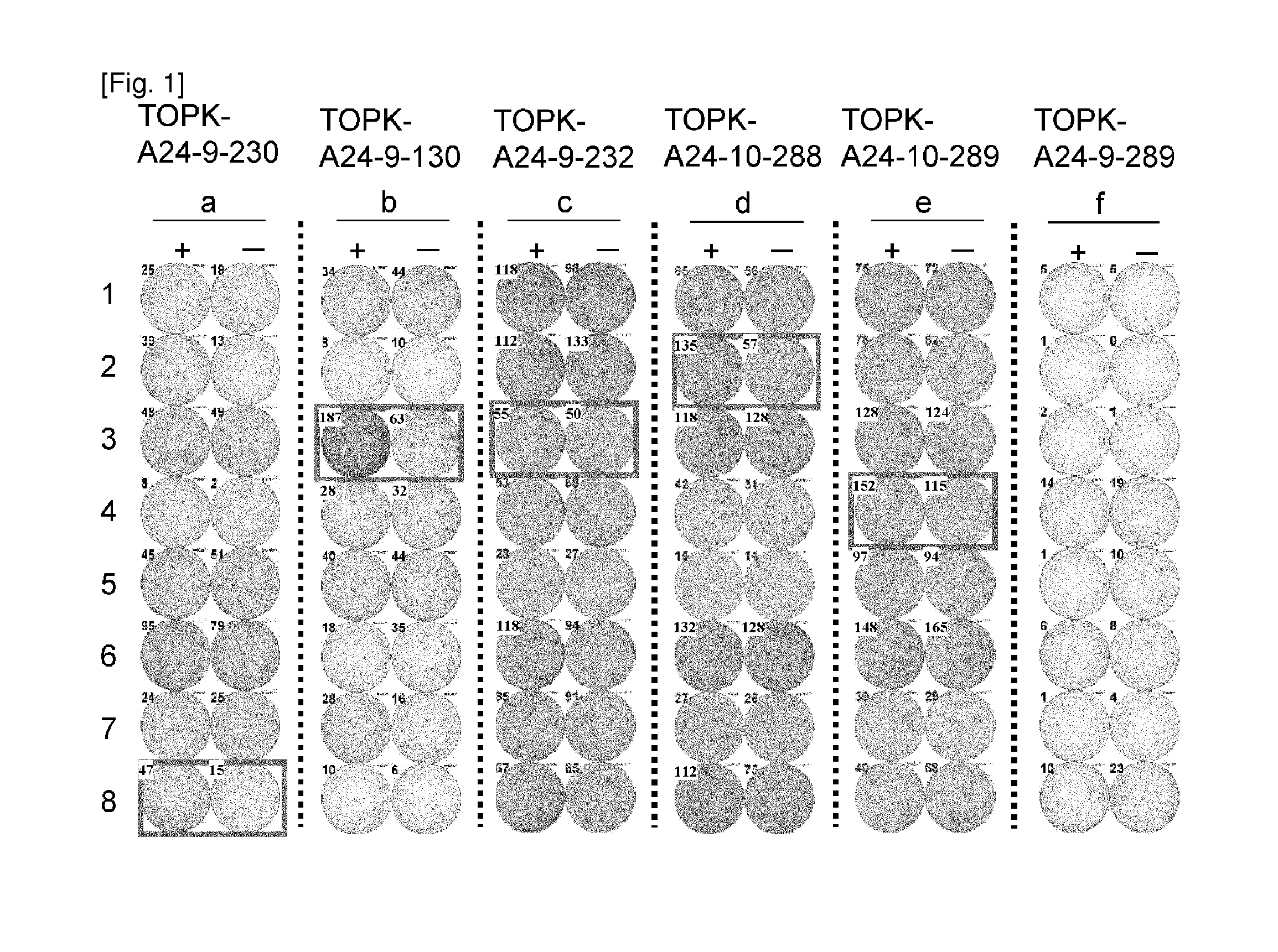 Topk peptides and vaccines including the same