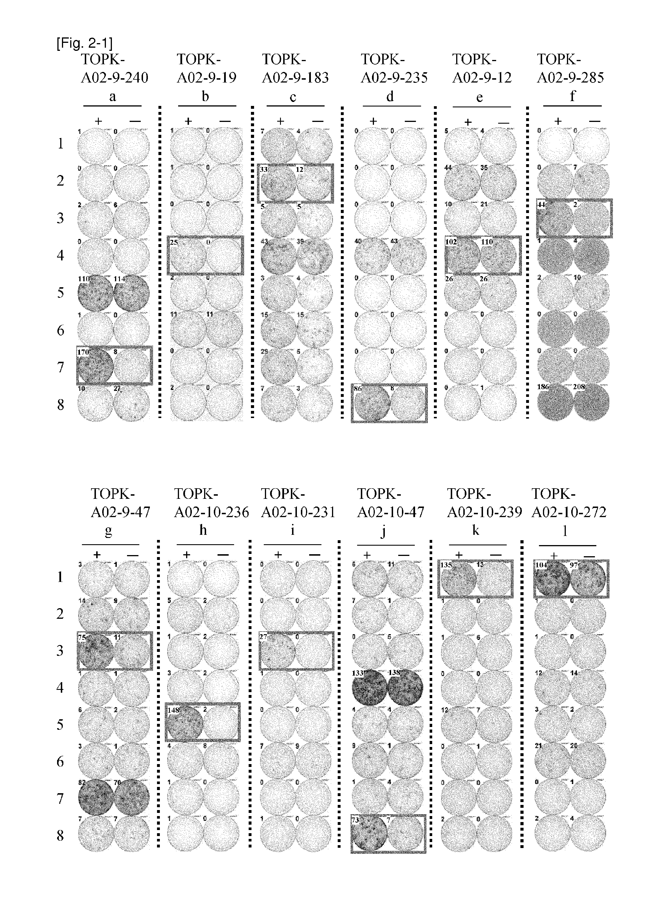 Topk peptides and vaccines including the same