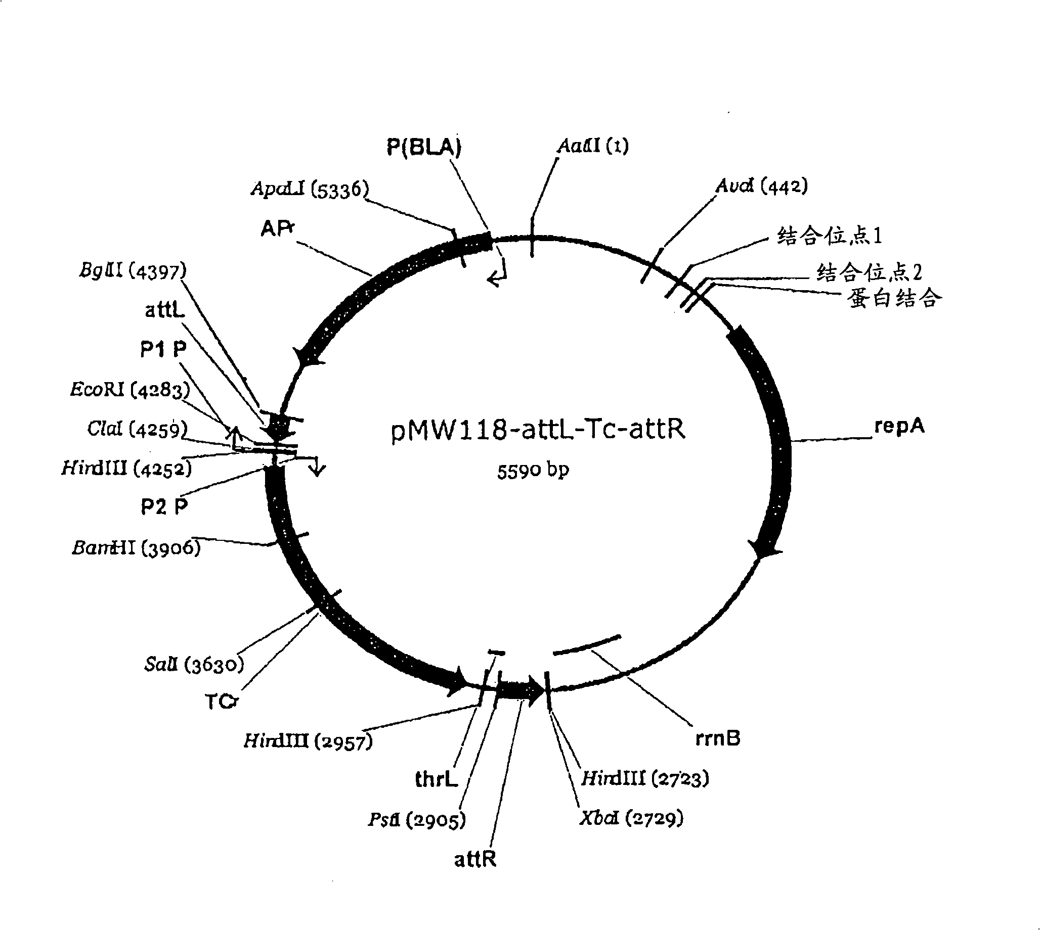 An L-amino acid-producing bacterium and a method for producing L-amino acids