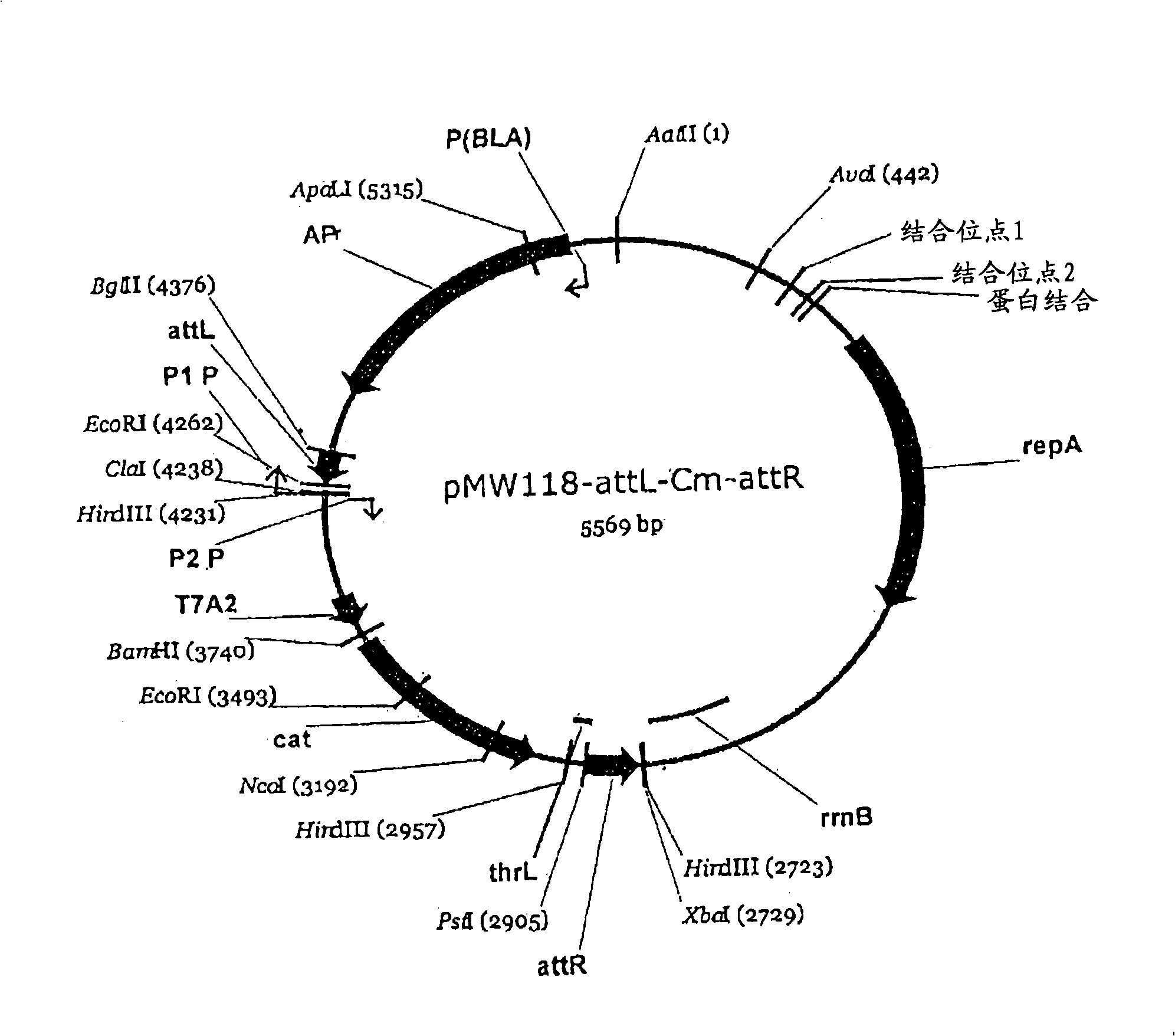 An L-amino acid-producing bacterium and a method for producing L-amino acids