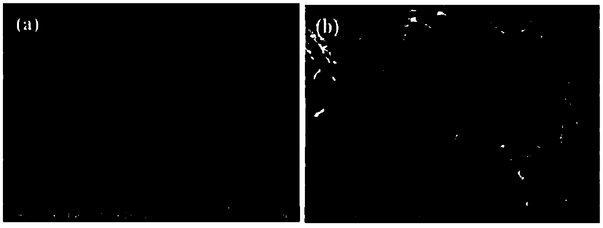 Cu2S-SiW12/MoS2 composite counter electrode and preparation method thereof and quantum dot solar sensitized cell