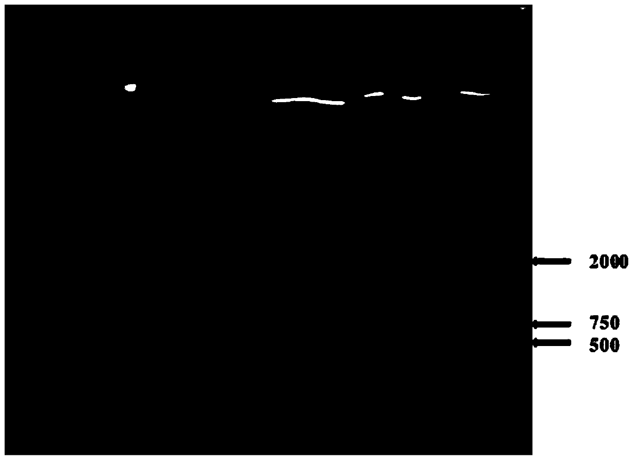 A kind of Saccharomyces cerevisiae, its construction method and its application in the fermentation preparation of lycopene