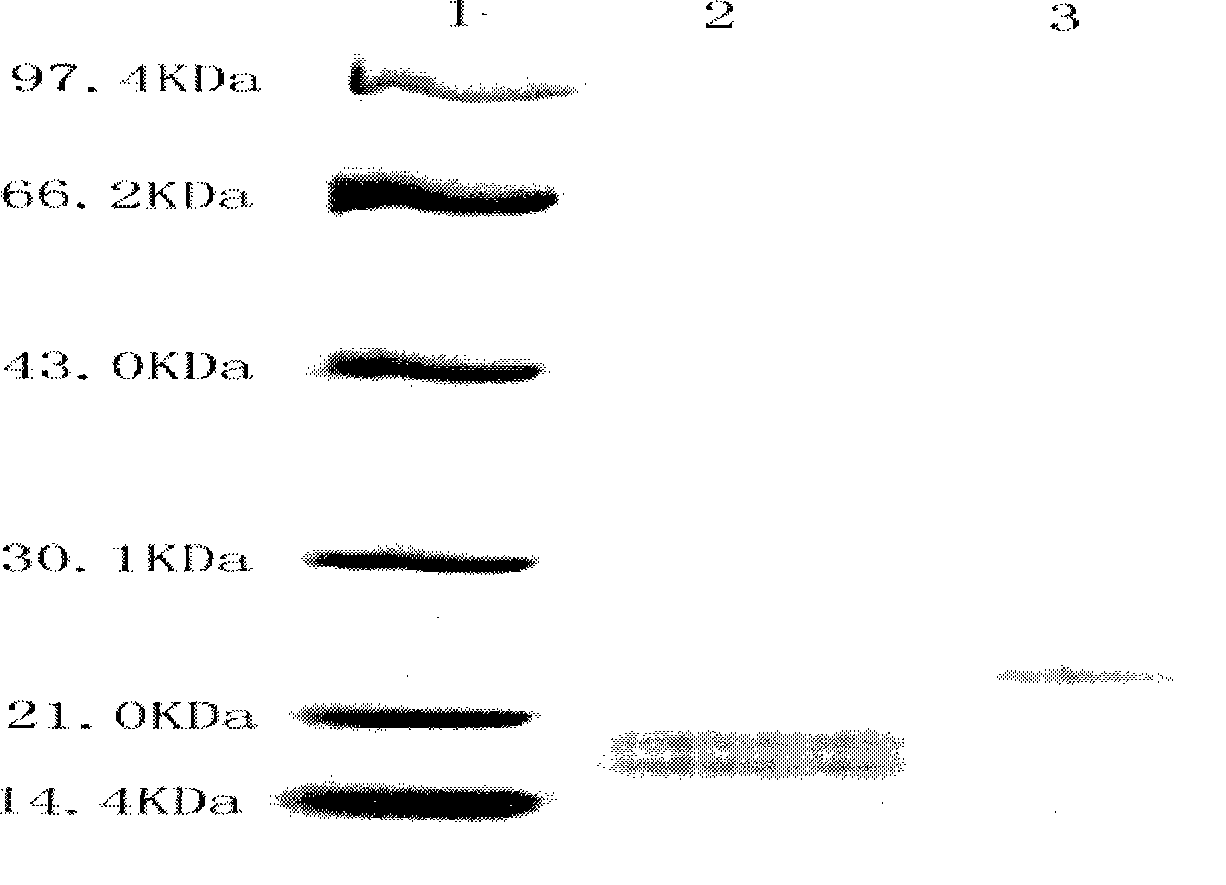 Preparation of allophycocyanin fluorescent protein