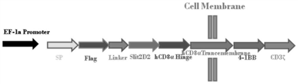 Preparation method and application of enhanced slit2 CAR-T and CAR-NK cells