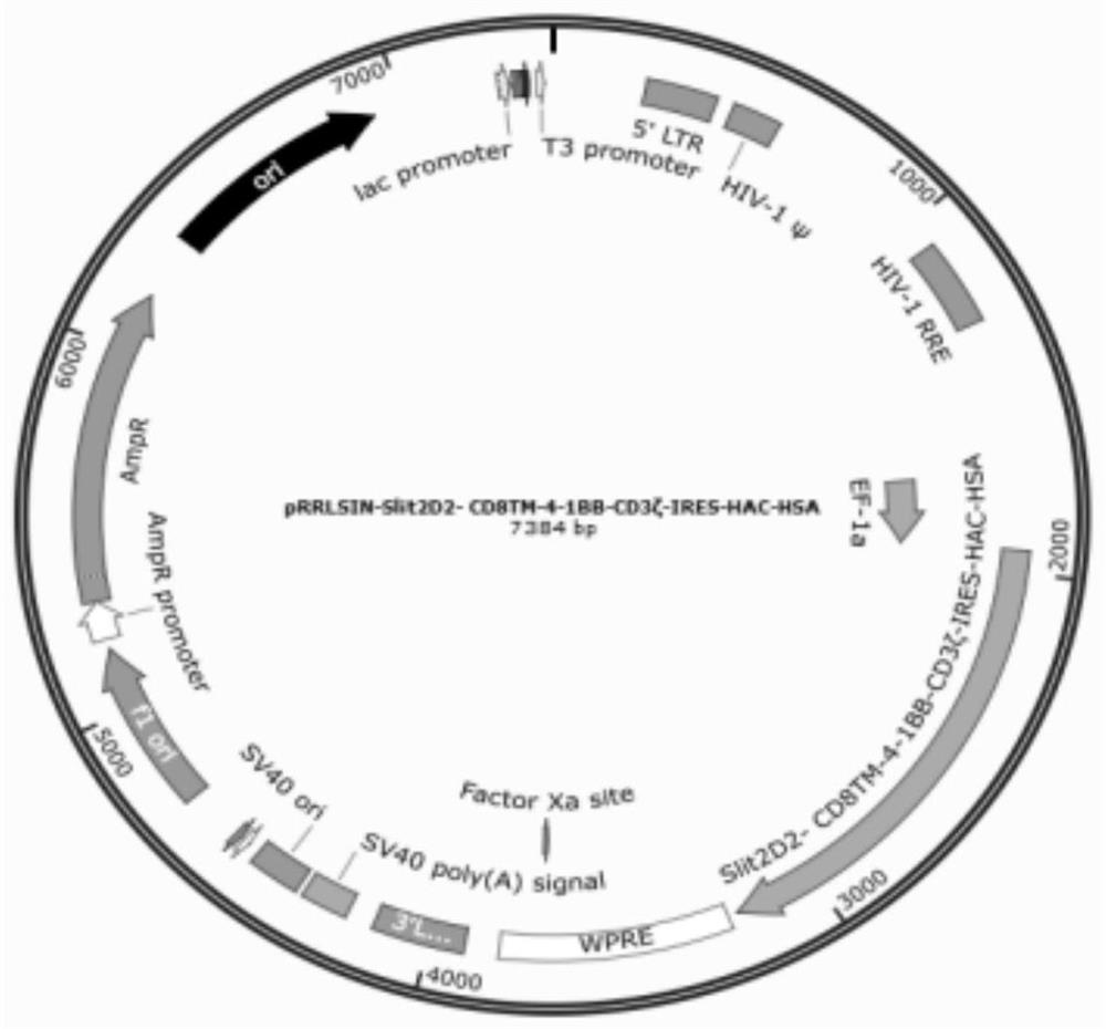 Preparation method and application of enhanced slit2 CAR-T and CAR-NK cells