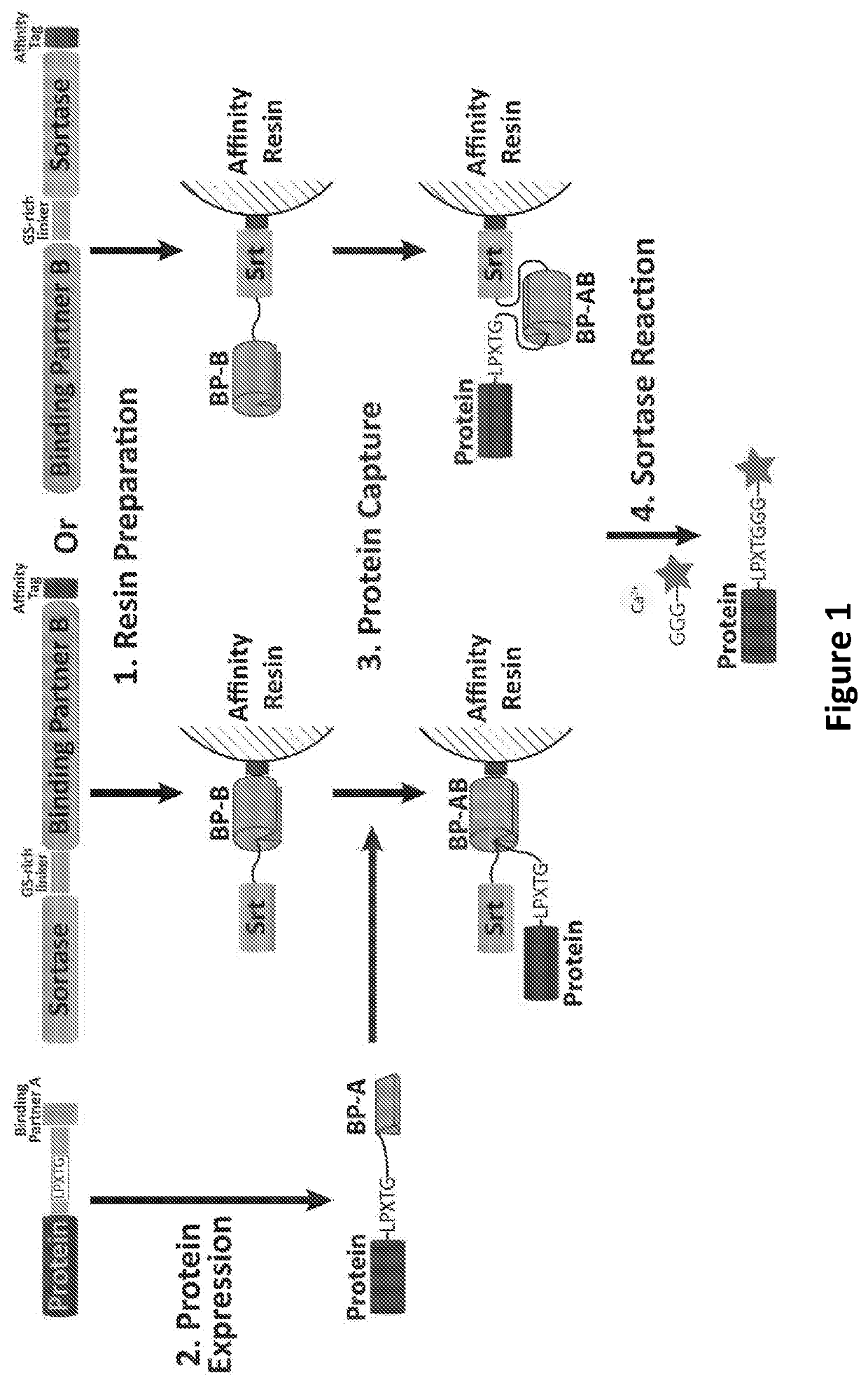 Proximity-based sortase-mediated protein purification and ligation