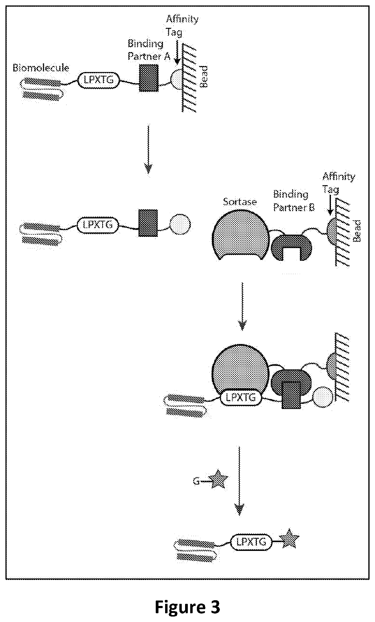 Proximity-based sortase-mediated protein purification and ligation