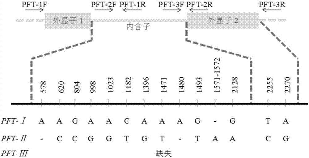 Mark for detecting wheat FHB (Fusarium Head Blight)-resistant genes PFT (Pore-Forming Toxin-Like) and use method thereof