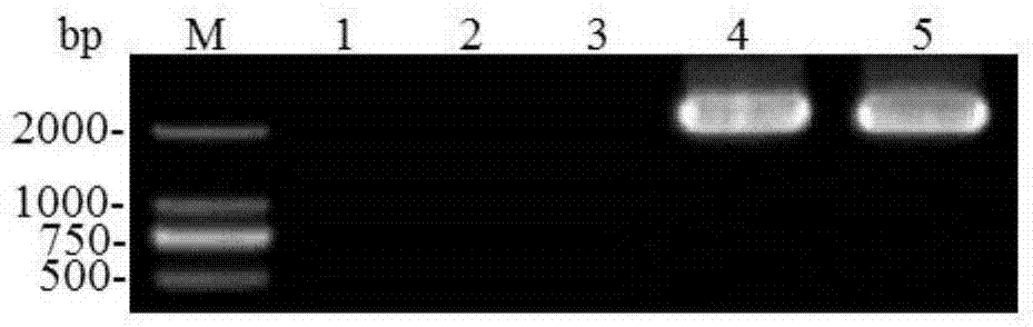 Mark for detecting wheat FHB (Fusarium Head Blight)-resistant genes PFT (Pore-Forming Toxin-Like) and use method thereof