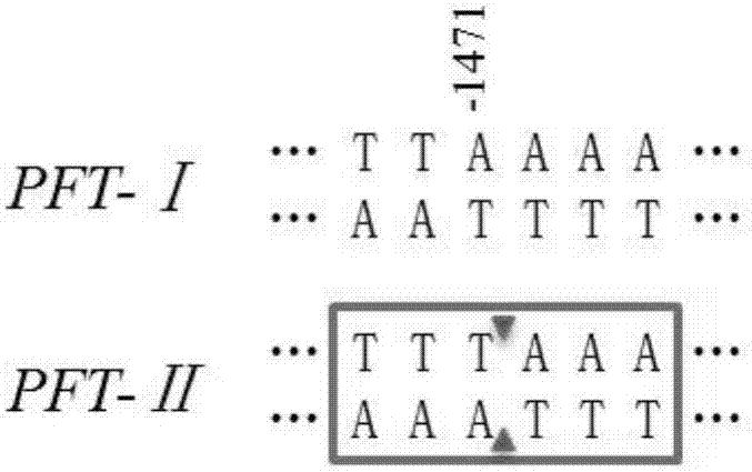 Mark for detecting wheat FHB (Fusarium Head Blight)-resistant genes PFT (Pore-Forming Toxin-Like) and use method thereof