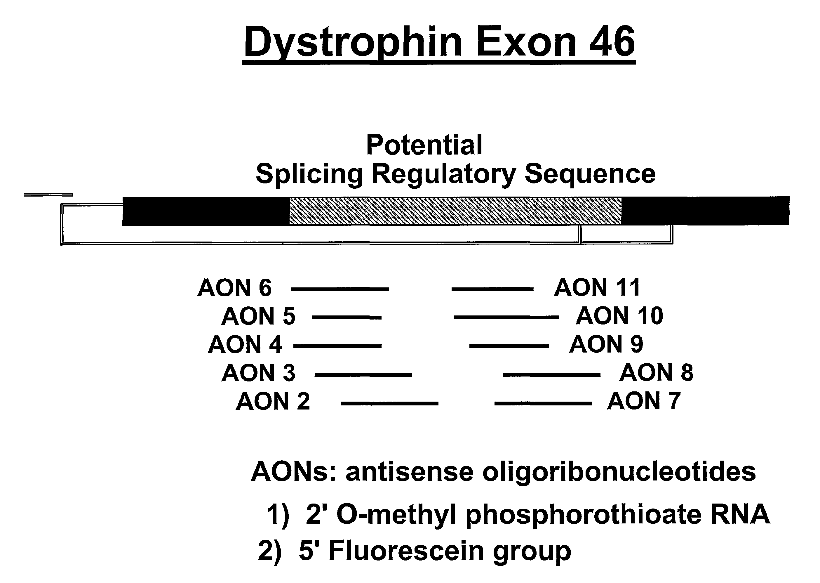 Induction of exon skipping in eukaryotic cells