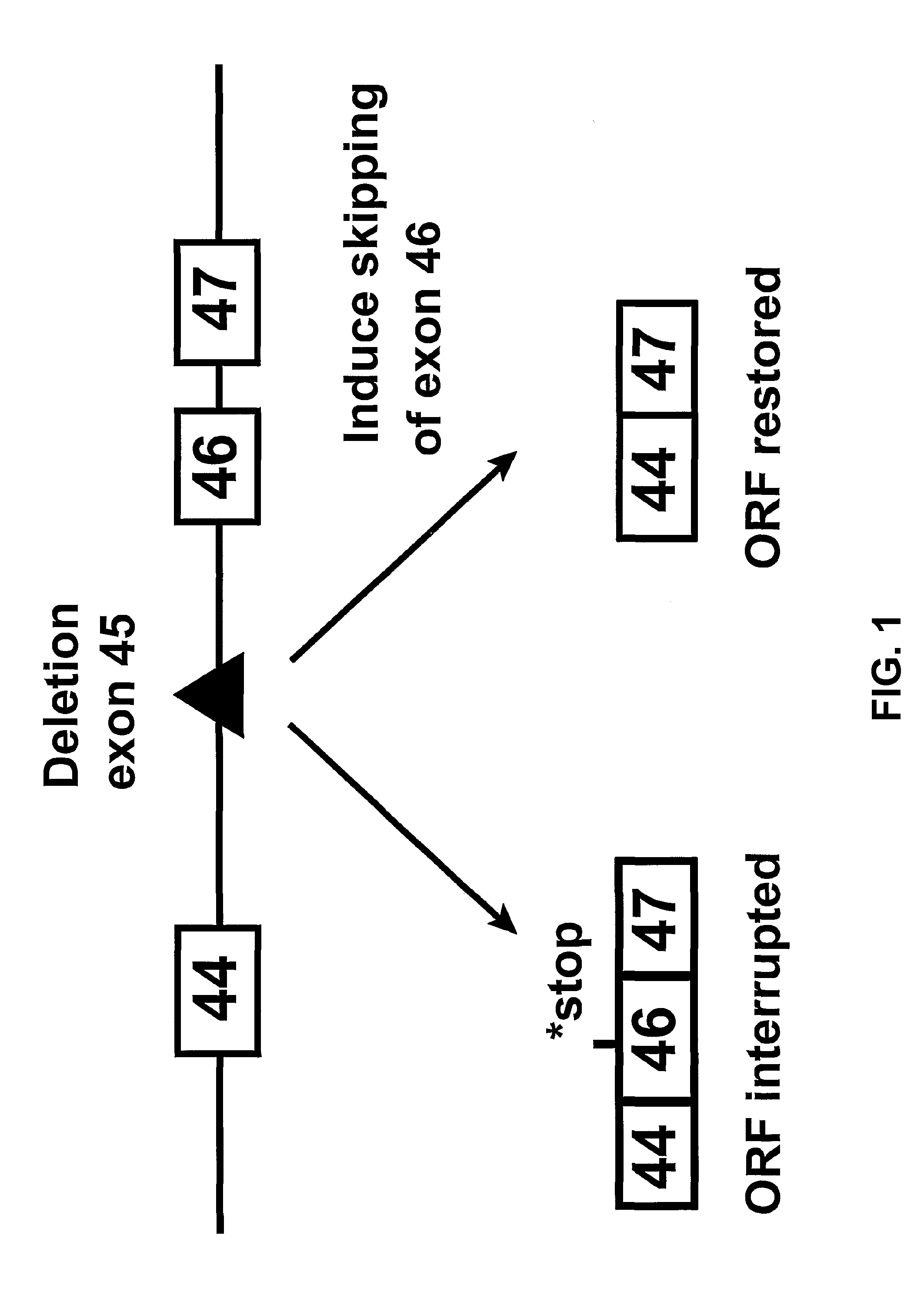 Induction of exon skipping in eukaryotic cells