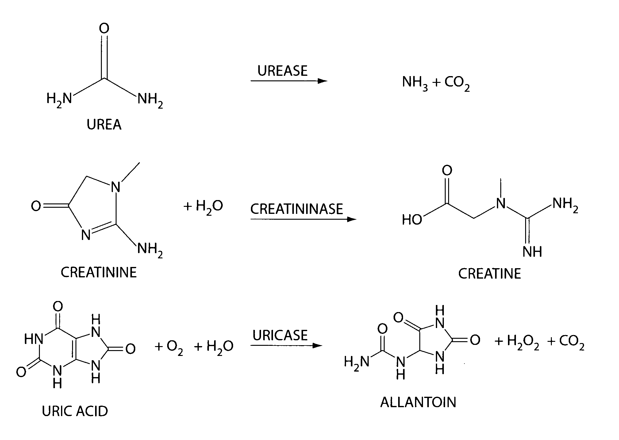 Systems and methods related to degradation of uremic toxins