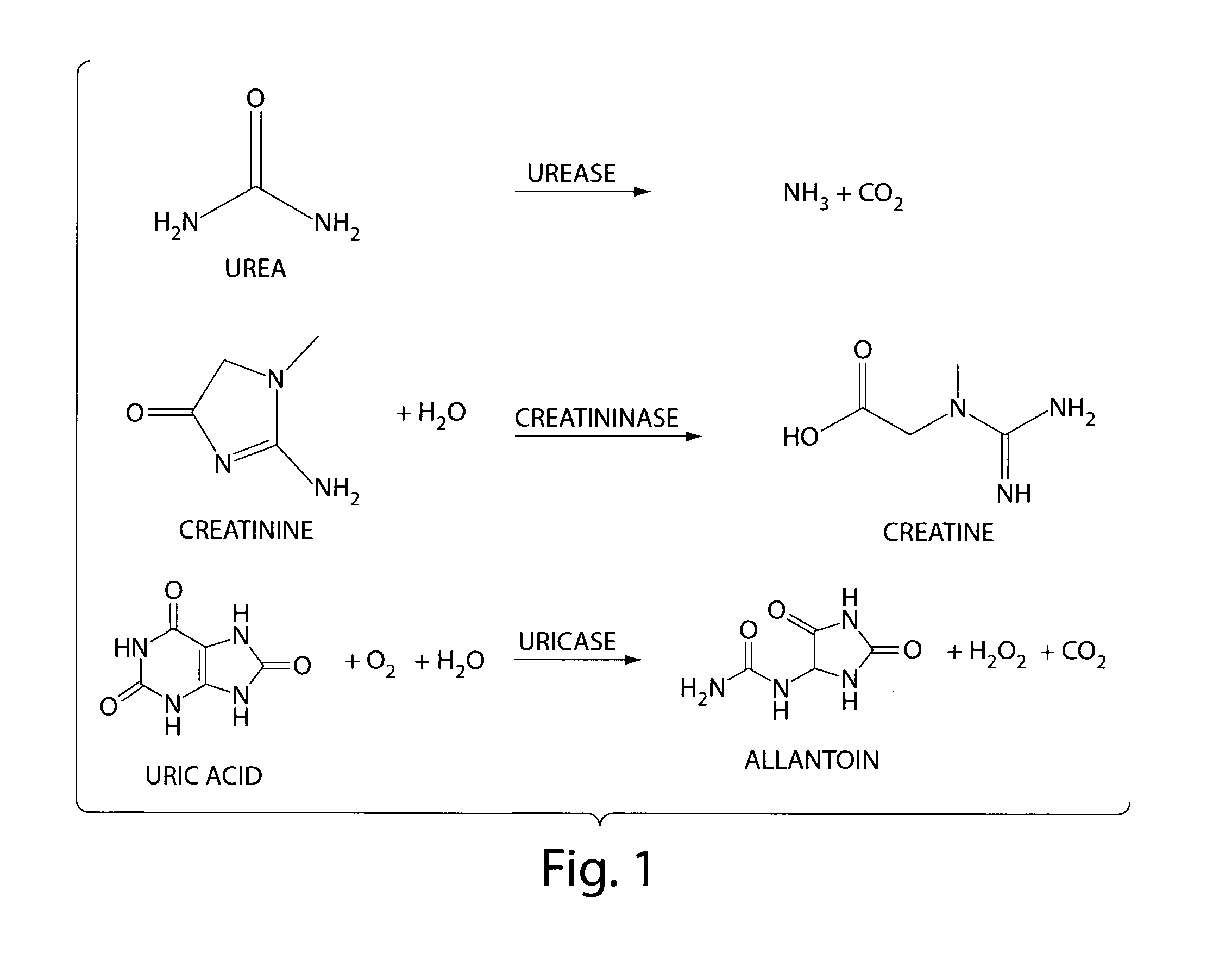 Systems and methods related to degradation of uremic toxins