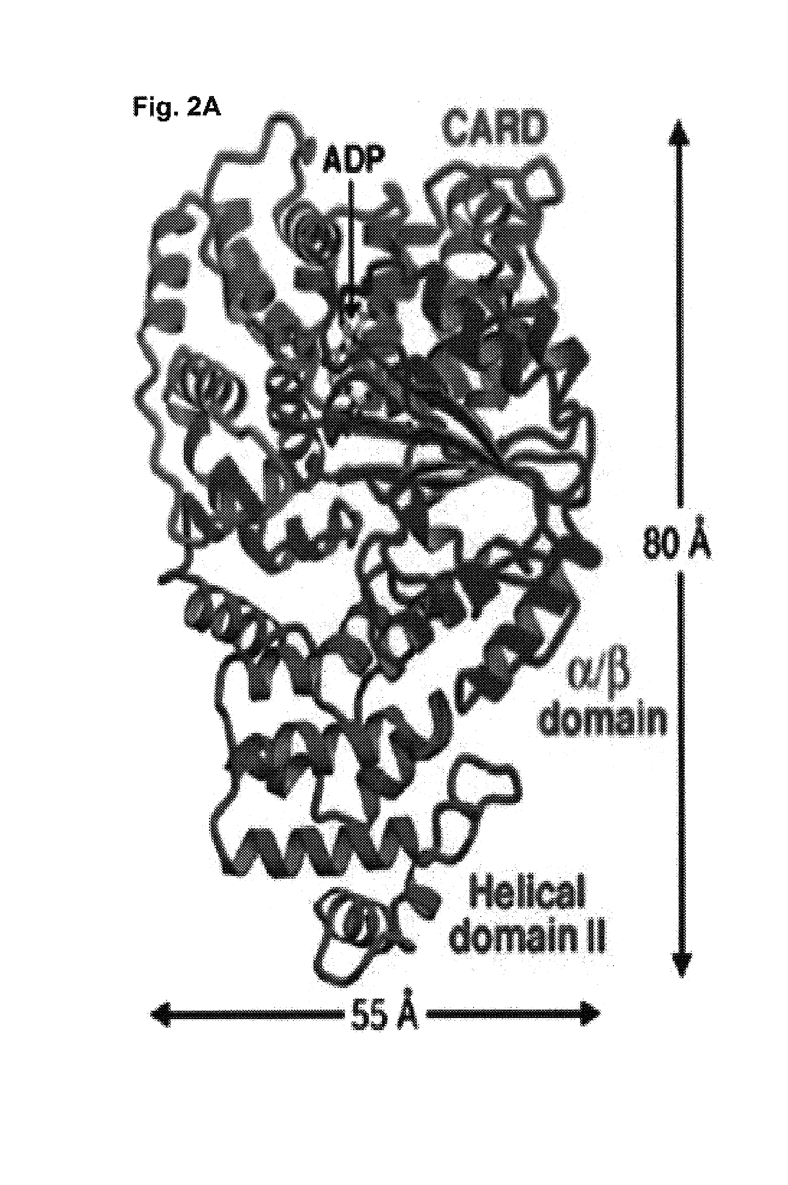 Soluble, functional apoptotic protease-activating factor 1 fragments