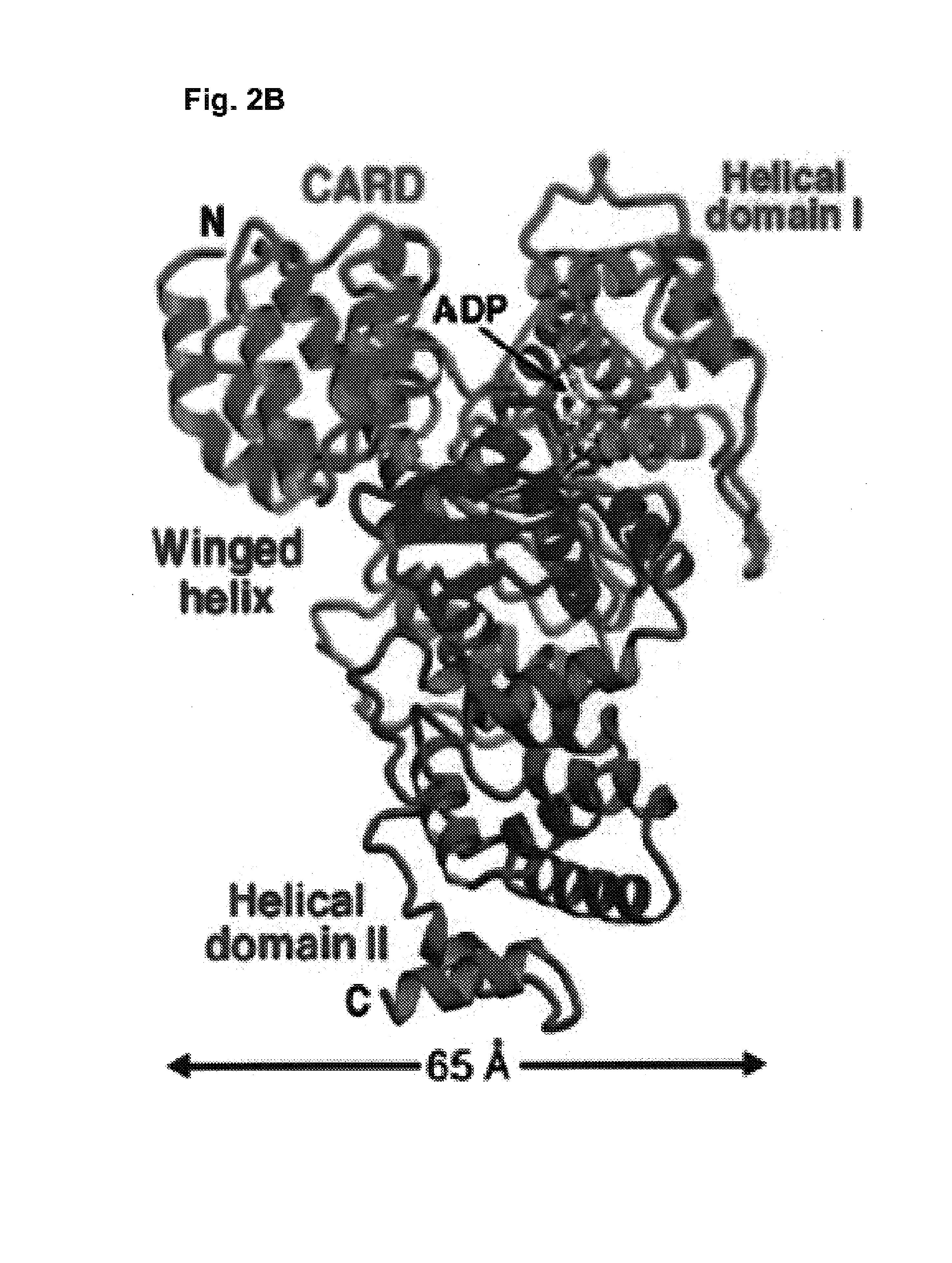 Soluble, functional apoptotic protease-activating factor 1 fragments