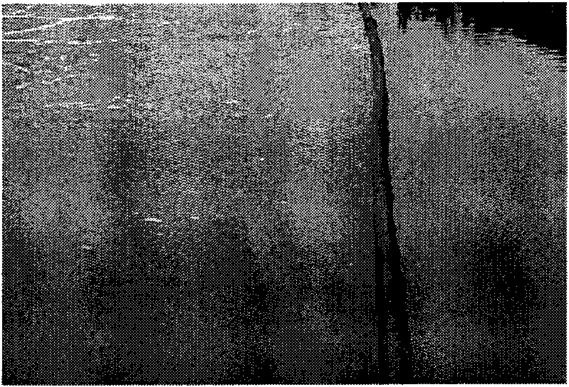 Sludge bulking predetermining method by activated sludge process in sewage treating process