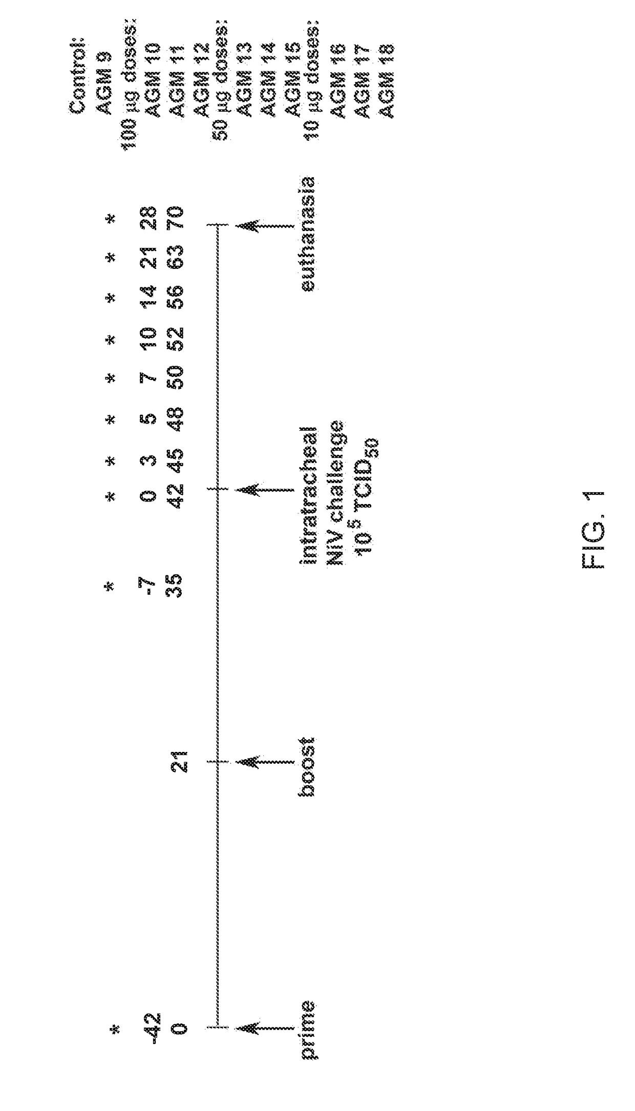 Hendra and nipah virus g glycoprotein immunogenic compositions