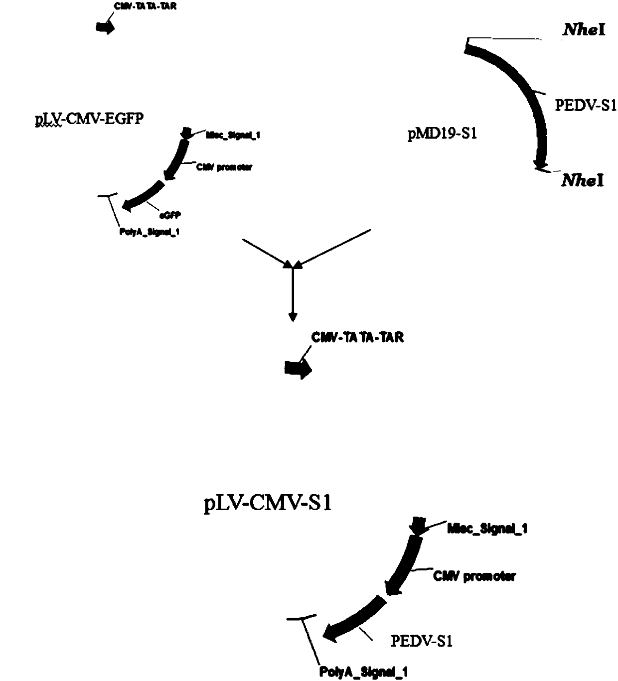 Recombinant cell line for stable expression of porcine epidemic diarrhea virus S1 protein, vaccine and application