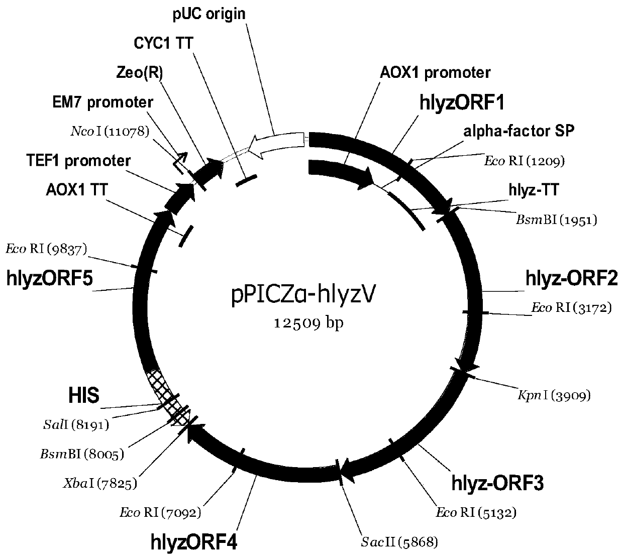 Recombinant pichia pastoris engineering bacterium containing high-copy-number humanized lysozyme gene and application thereof