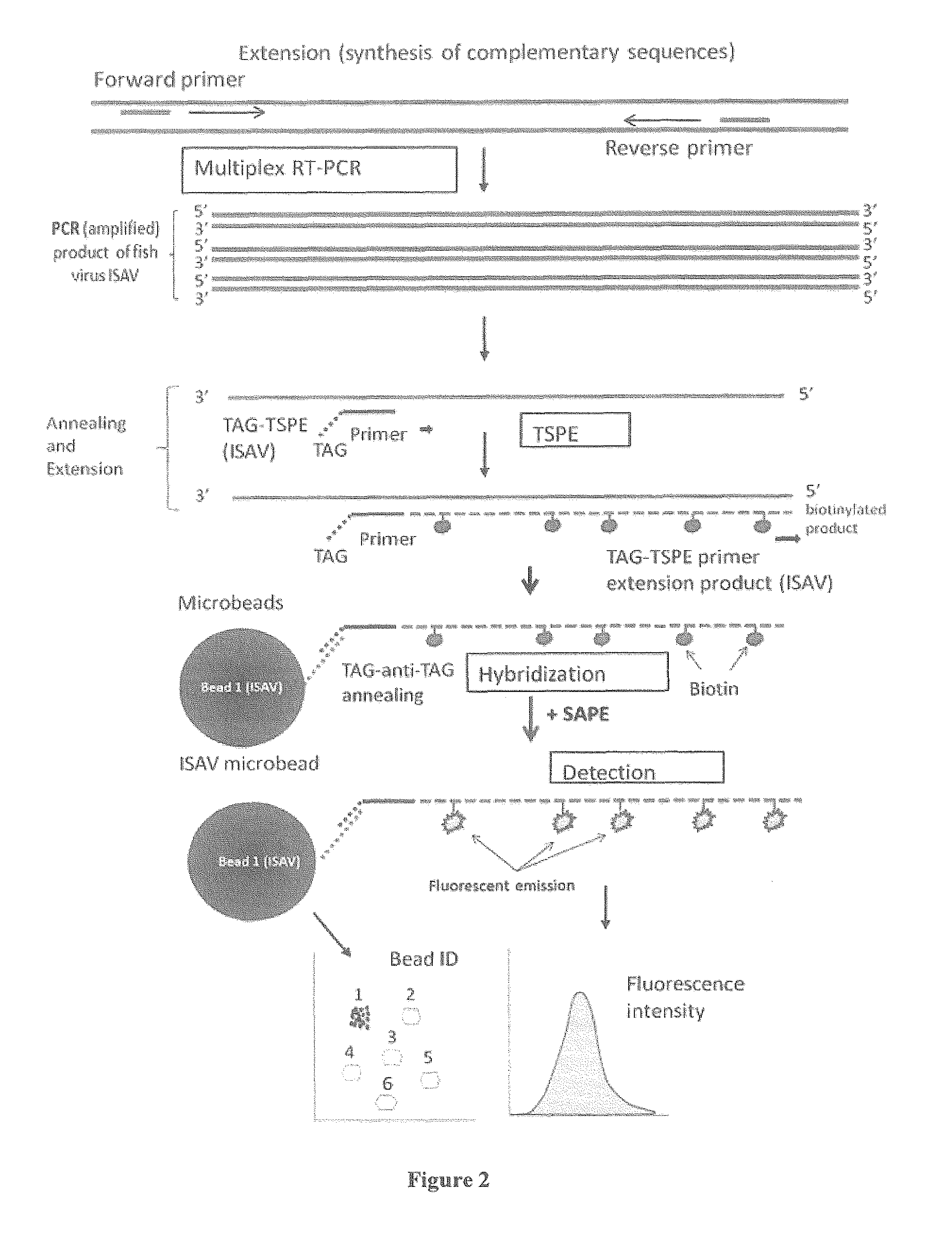 Multiplex diagnostic assay for detecting salmonid pathogens