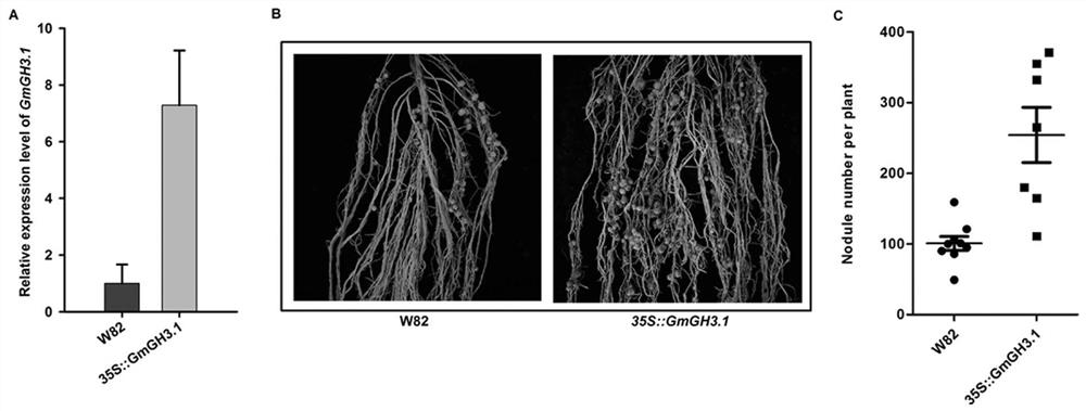 A method for cultivating high-nodulation nitrogen-fixing transgenic plants