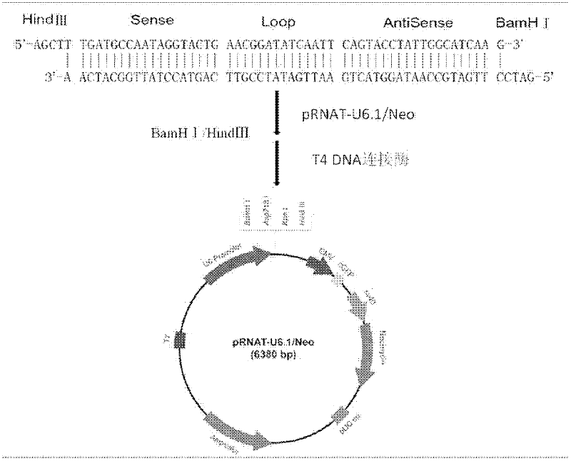 ERalpha36 knock-down PC12 cell strain and establishing method thereof