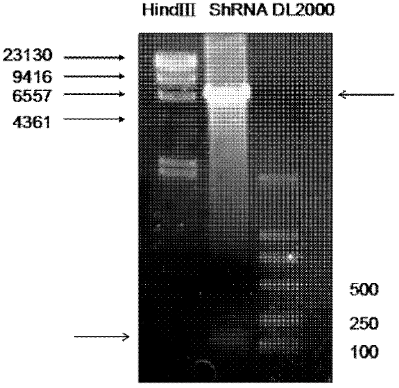 ERalpha36 knock-down PC12 cell strain and establishing method thereof