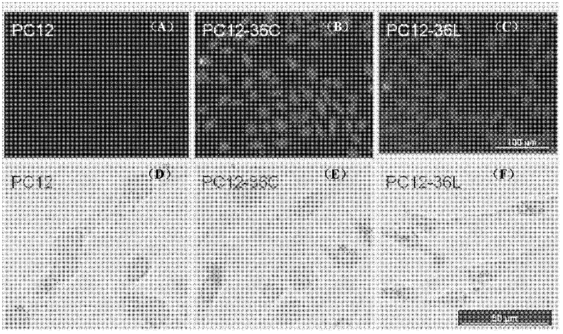 ERalpha36 knock-down PC12 cell strain and establishing method thereof