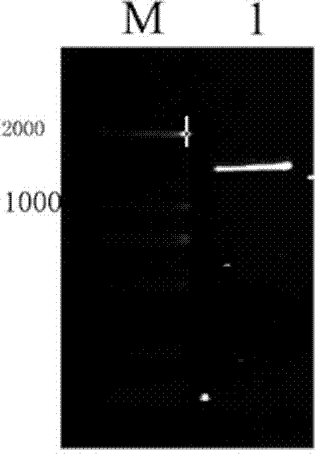 Method for inducing human mesenchymal stem cells to differentiate into insulin-secreting cells in vitro