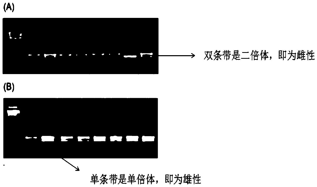 Microsatellite primers, applications and methods for identifying the sex of the pupae of the fly pupae, the egg of the wasp