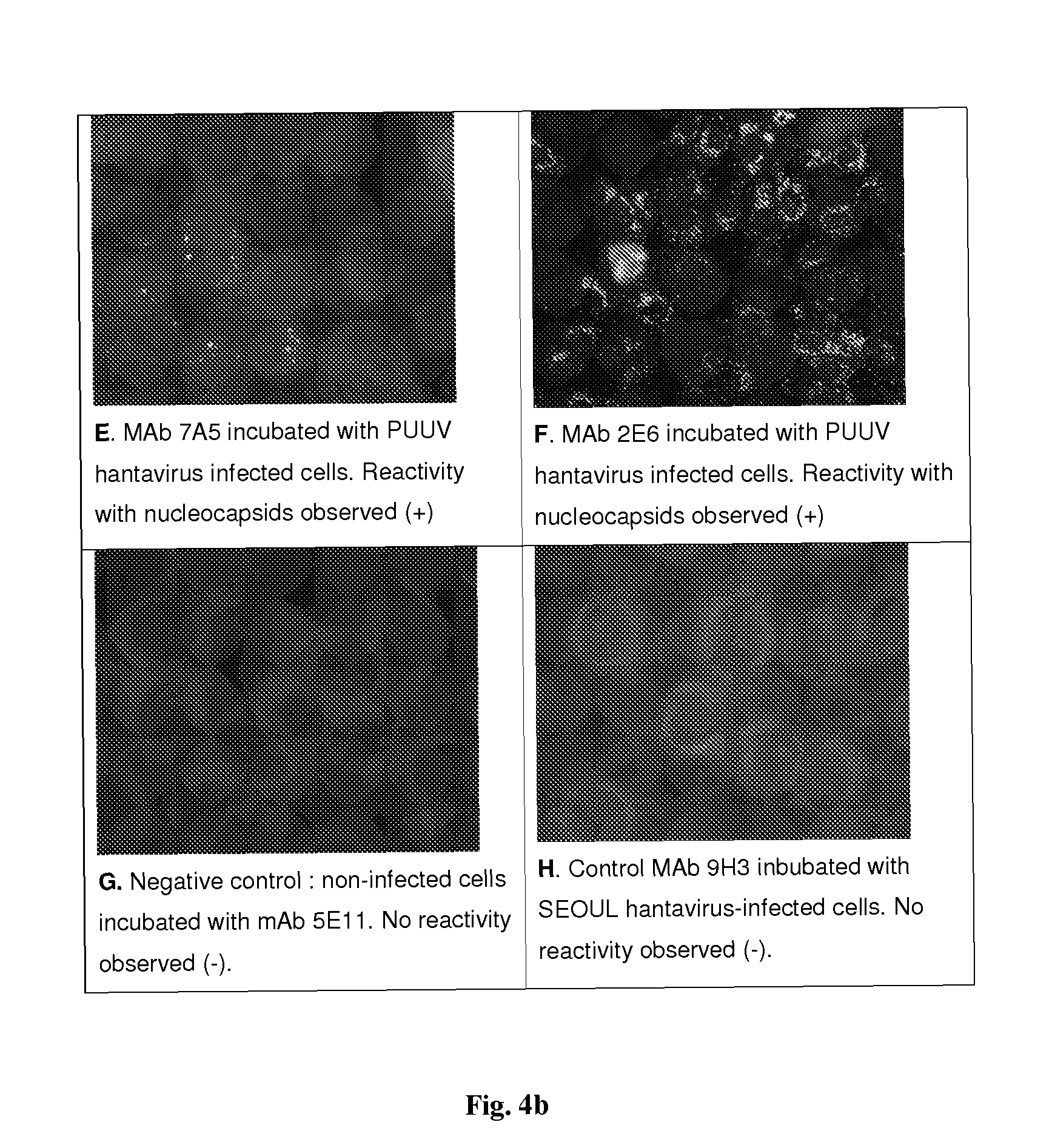 Process for the production of monoclonal antibodies