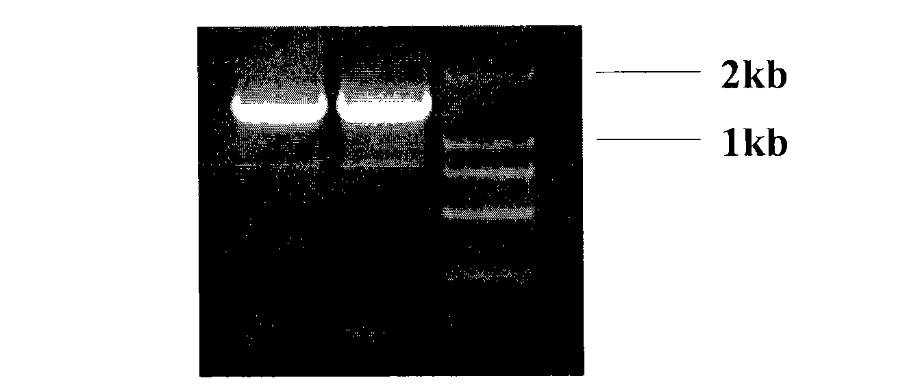 Treatment on human malignant solid tumor by HNF4 alpha inducement and differentiation