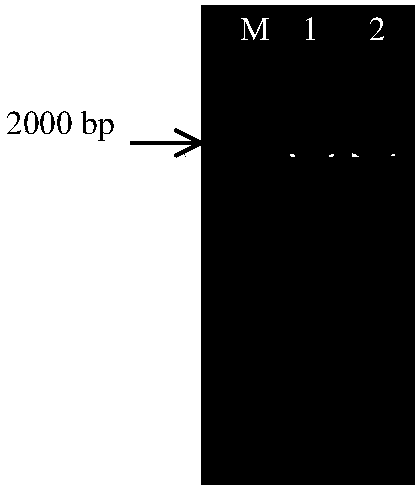 Recombinant pichia pastoris for producing (+) gamma-lactamase as well as construction method and application thereof