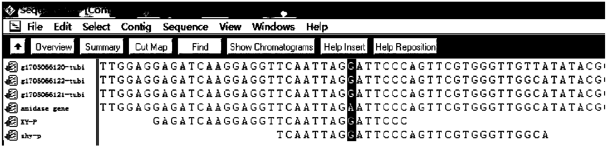 Recombinant pichia pastoris for producing (+) gamma-lactamase as well as construction method and application thereof