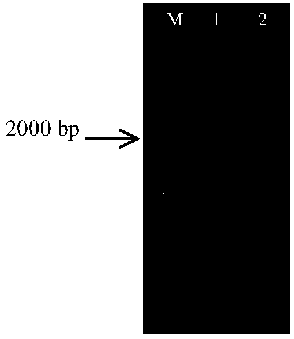 Recombinant pichia pastoris for producing (+) gamma-lactamase as well as construction method and application thereof