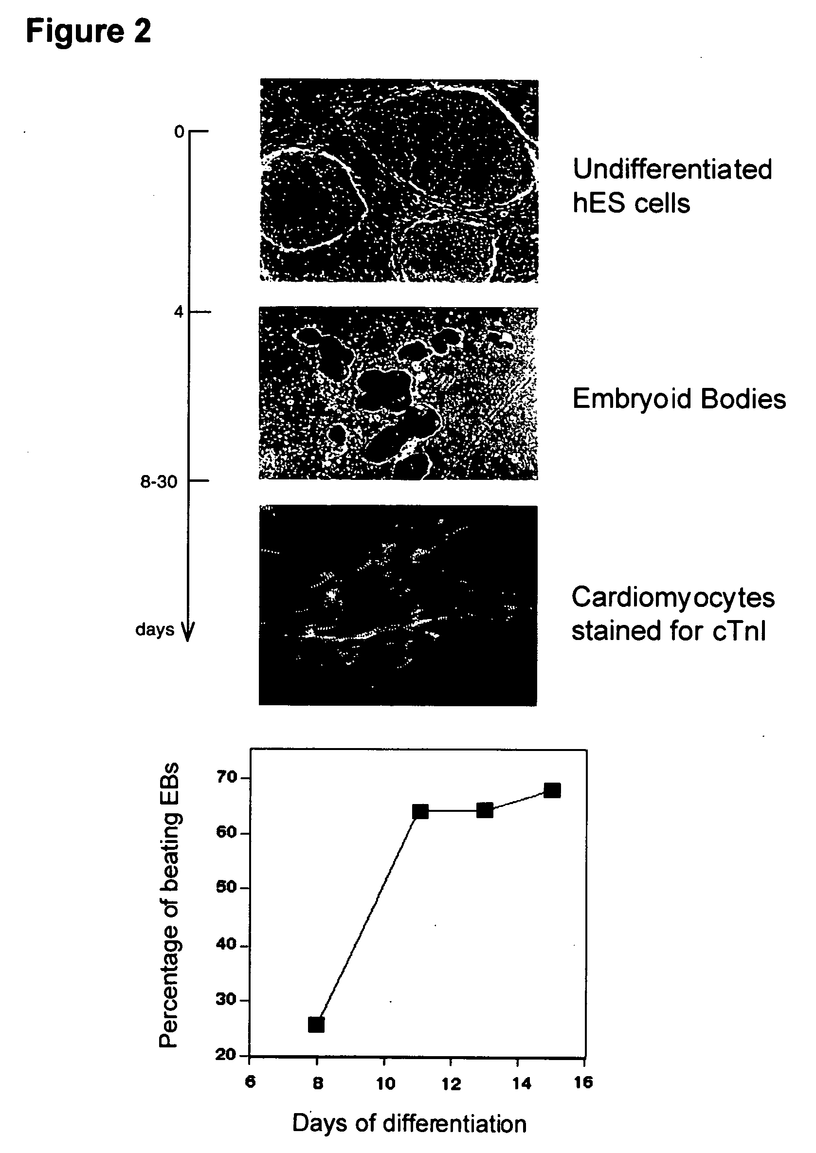 Process for making transplantable cardiomyocytes from human embryonic stem cells