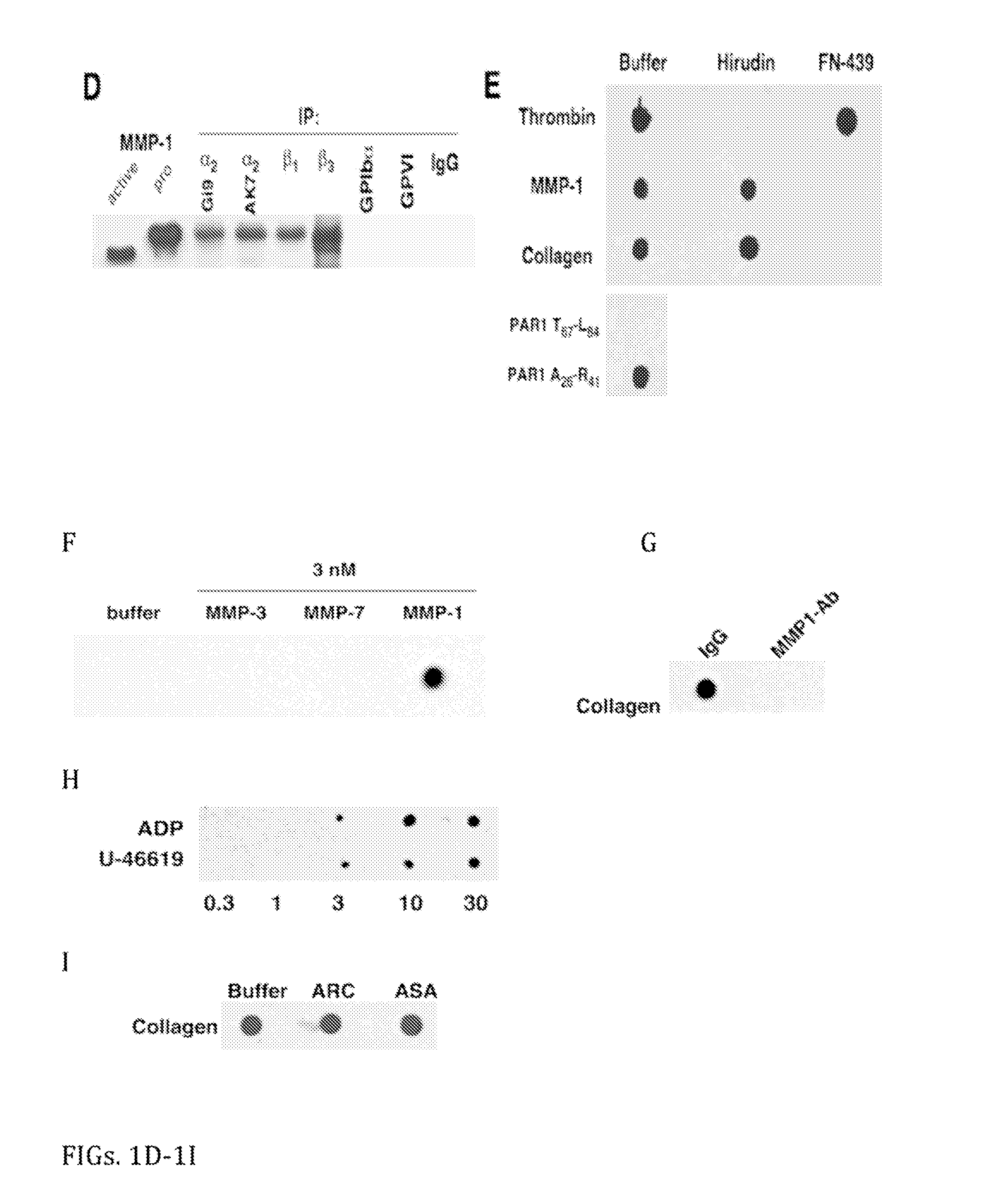 PAR-1 Activation by Metalloproteinase-1 (MMP-1)